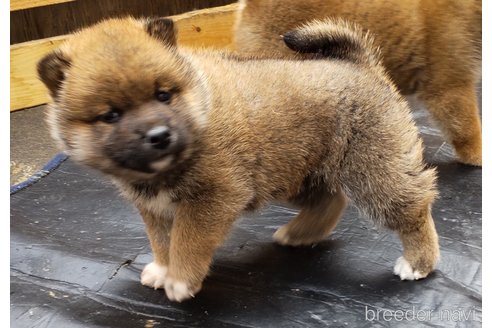 販売中の秋田県の柴犬-302164の3枚目